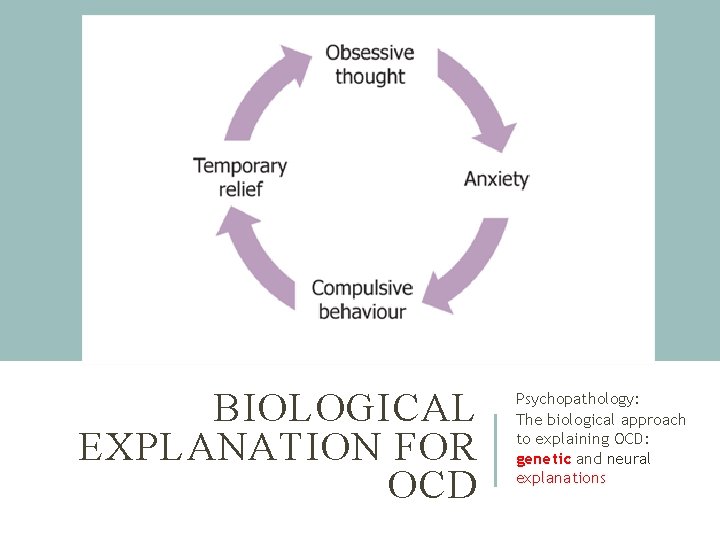 BIOLOGICAL EXPLANATION FOR OCD Psychopathology: The biological approach to explaining OCD: genetic and neural