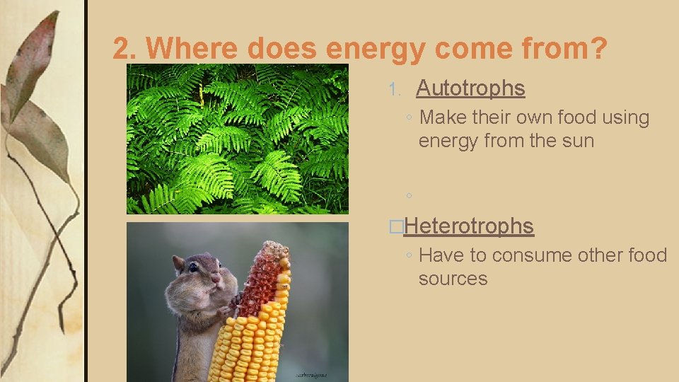 2. Where does energy come from? Autotrophs 1. ◦ Make their own food using