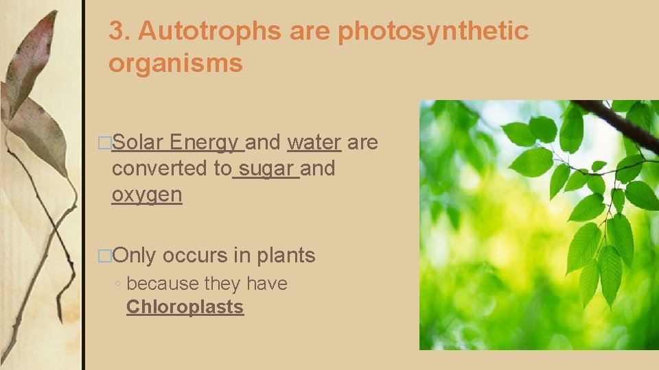3. Autotrophs are photosynthetic organisms �Solar Energy and water are converted to sugar and