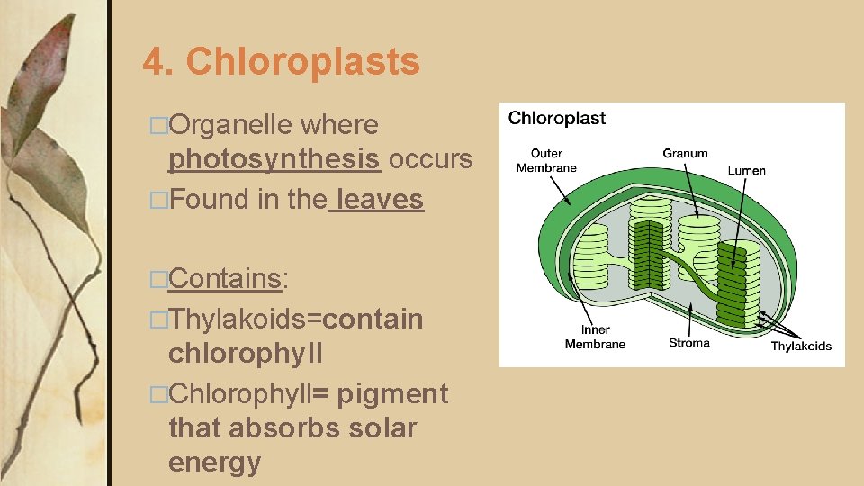 4. Chloroplasts �Organelle where photosynthesis occurs �Found in the leaves �Contains: �Thylakoids=contain chlorophyll �Chlorophyll=