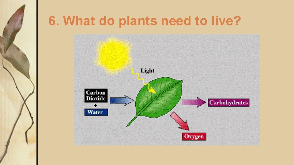 6. What do plants need to live? 