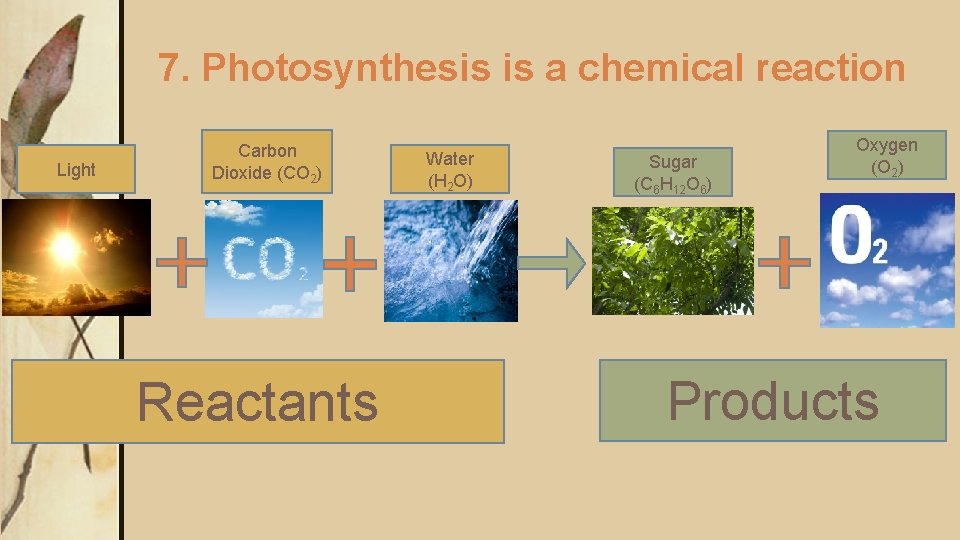 7. Photosynthesis is a chemical reaction Light Carbon Dioxide (CO 2) Reactants Water (H