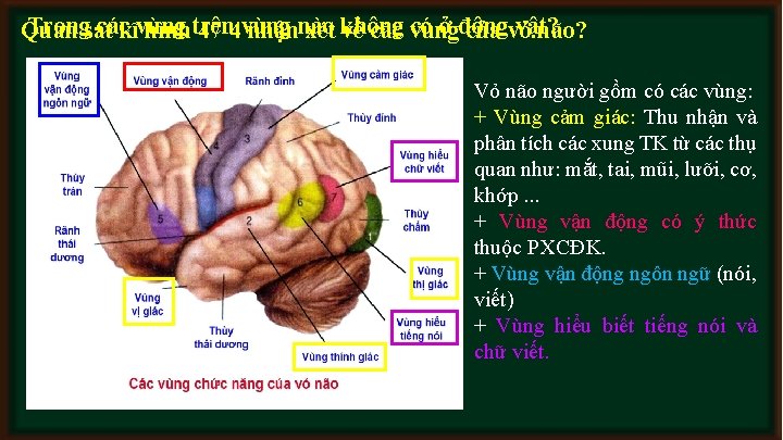 Trongsát cáckĩvùng có ở động vật? Quan hình trên 47 -4 vùng nhậnnào xét