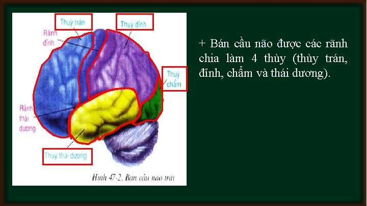 + Bán cầu não được các rãnh chia làm 4 thùy (thùy trán, đỉnh,