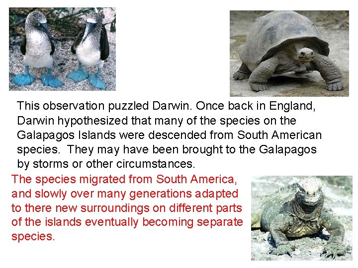 This observation puzzled Darwin. Once back in England, Darwin hypothesized that many of the