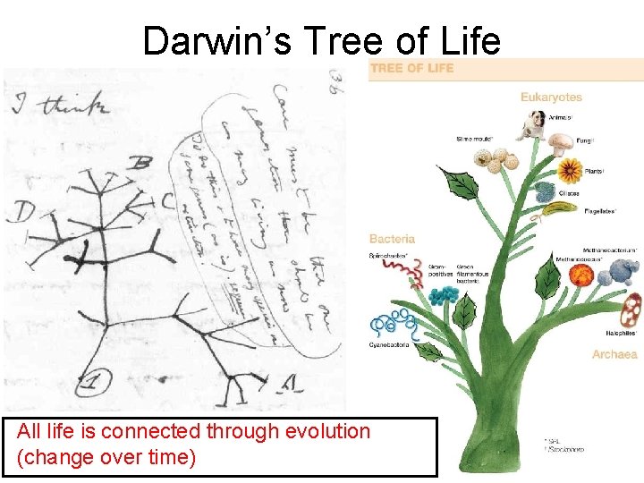 Darwin’s Tree of Life All life is connected through evolution (change over time) 