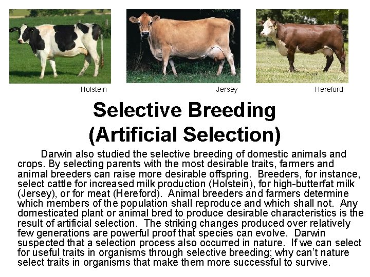 Holstein Jersey Hereford Selective Breeding (Artificial Selection) Darwin also studied the selective breeding of