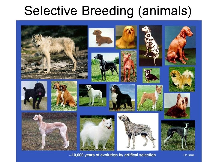 Selective Breeding (animals) 