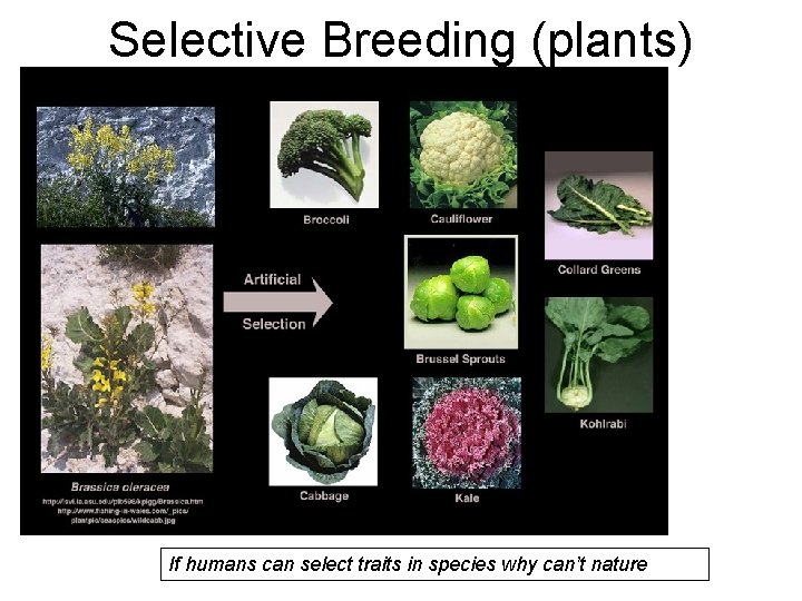 Selective Breeding (plants) If humans can select traits in species why can’t nature 