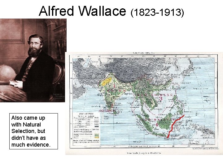 Alfred Wallace (1823 -1913) Also came up with Natural Selection, but didn’t have as