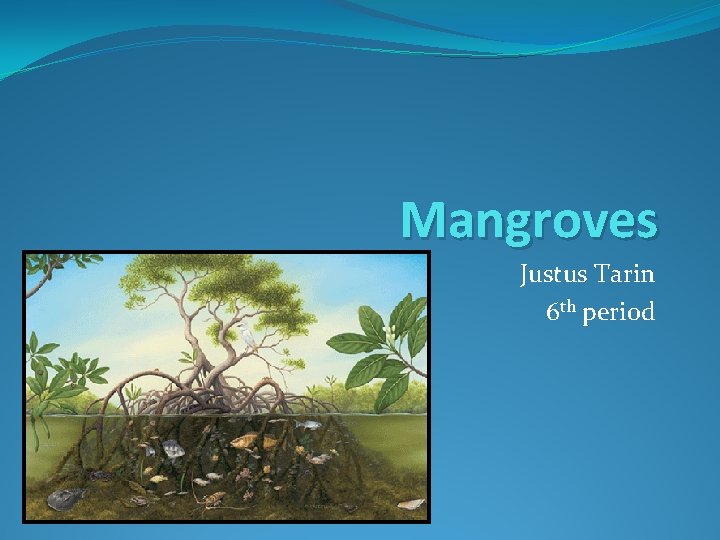 Mangroves Justus Tarin 6 th period 