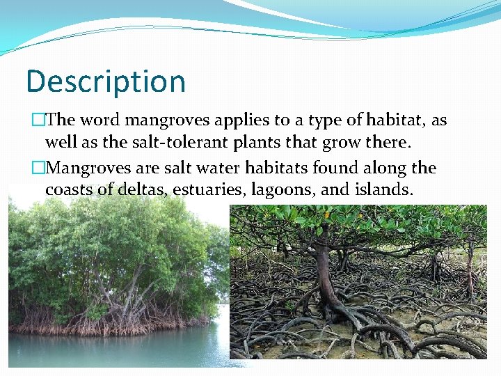 Description �The word mangroves applies to a type of habitat, as well as the