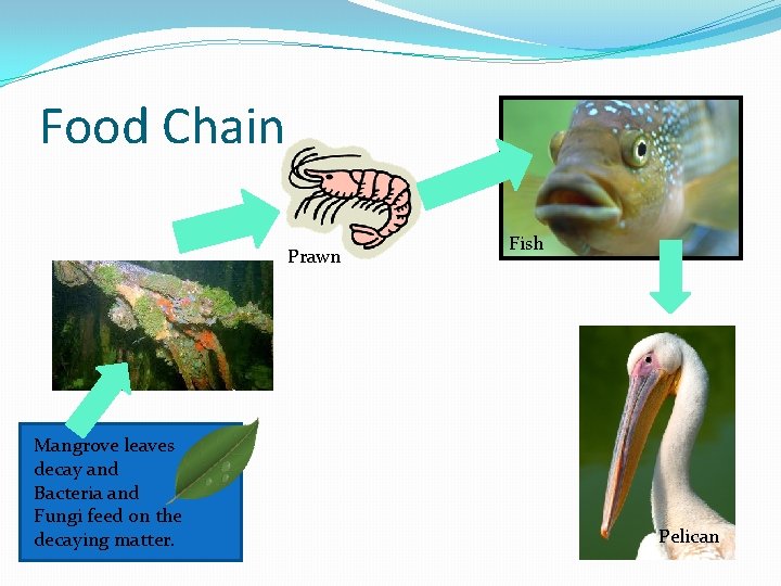 Food Chain Prawn Mangrove leaves decay and Bacteria and Fungi feed on the decaying