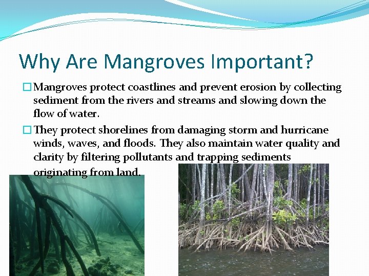 Why Are Mangroves Important? �Mangroves protect coastlines and prevent erosion by collecting sediment from