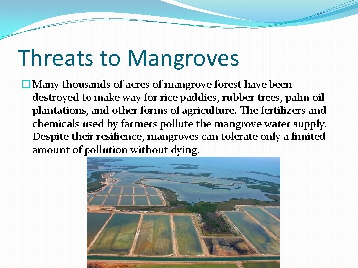 Threats to Mangroves �Many thousands of acres of mangrove forest have been destroyed to