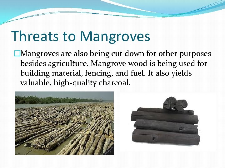 Threats to Mangroves �Mangroves are also being cut down for other purposes besides agriculture.