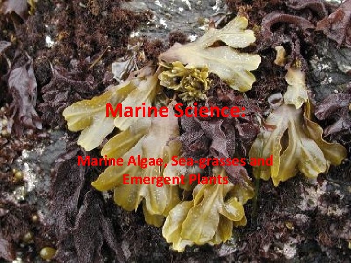 Marine Science: Marine Algae, Sea-grasses and Emergent Plants 