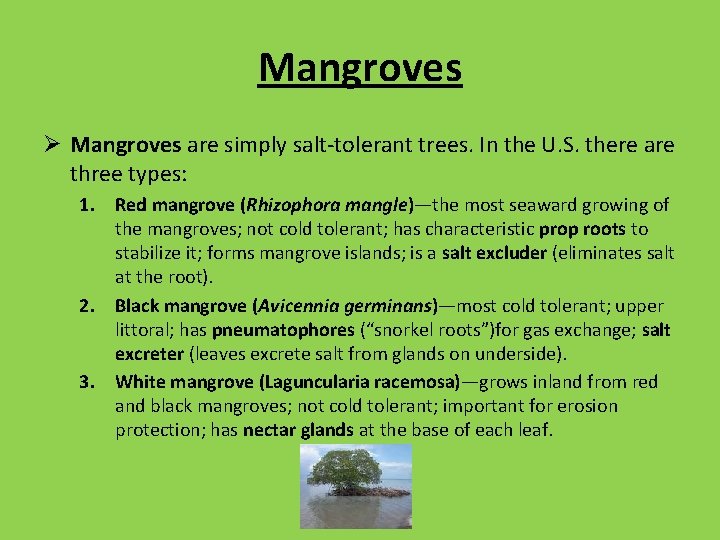Mangroves Ø Mangroves are simply salt-tolerant trees. In the U. S. there are three