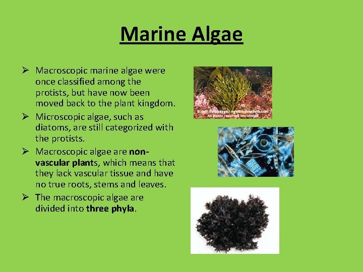 Marine Algae Ø Macroscopic marine algae were once classified among the protists, but have