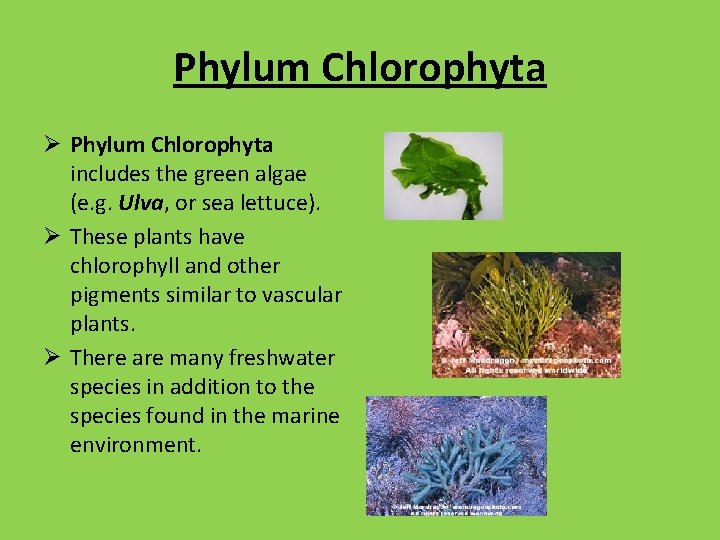 Phylum Chlorophyta Ø Phylum Chlorophyta includes the green algae (e. g. Ulva, or sea