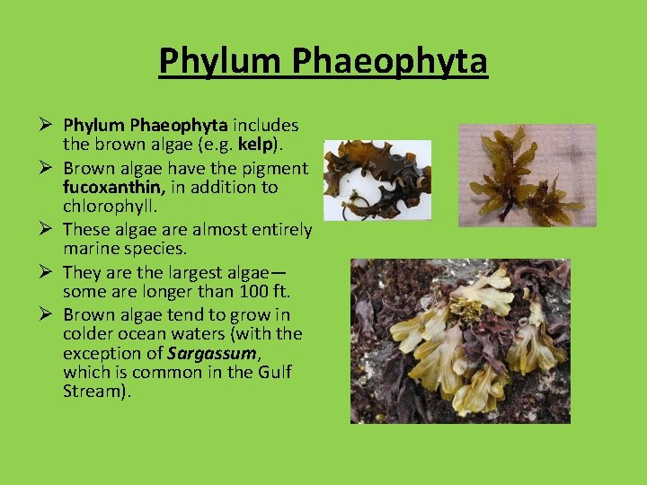 Phylum Phaeophyta Ø Phylum Phaeophyta includes the brown algae (e. g. kelp). Ø Brown