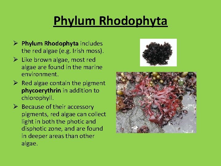 Phylum Rhodophyta Ø Phylum Rhodophyta includes the red algae (e. g. Irish moss). Ø