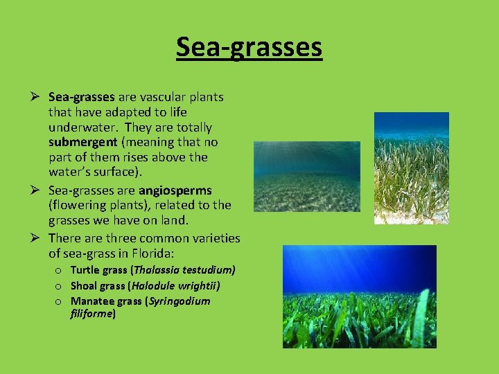 Sea-grasses Ø Sea-grasses are vascular plants that have adapted to life underwater. They are