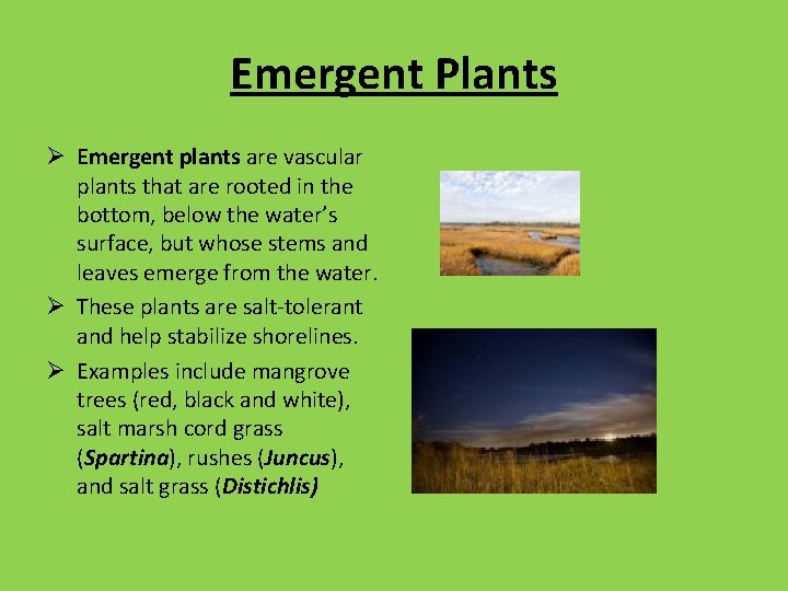 Emergent Plants Ø Emergent plants are vascular plants that are rooted in the bottom,