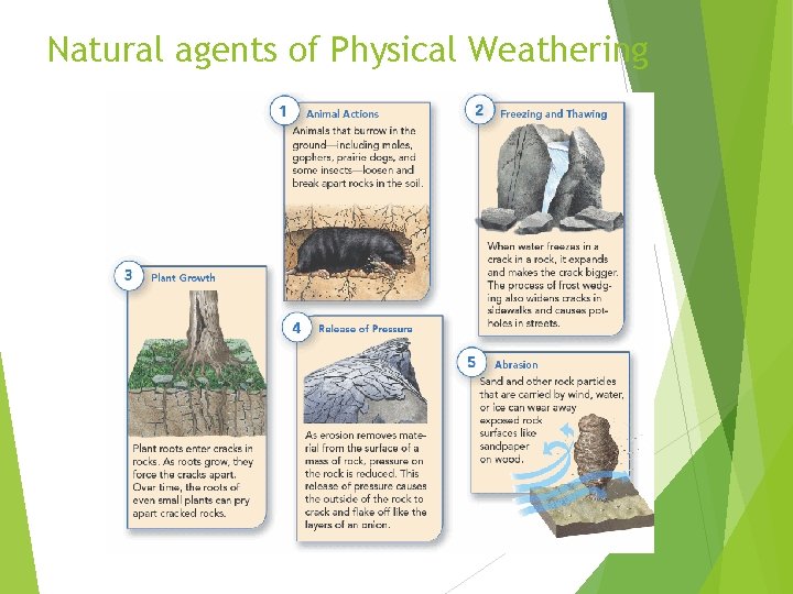 Natural agents of Physical Weathering 