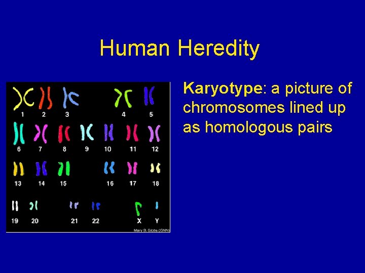 Human Heredity Karyotype: Karyotype a picture of chromosomes lined up as homologous pairs 