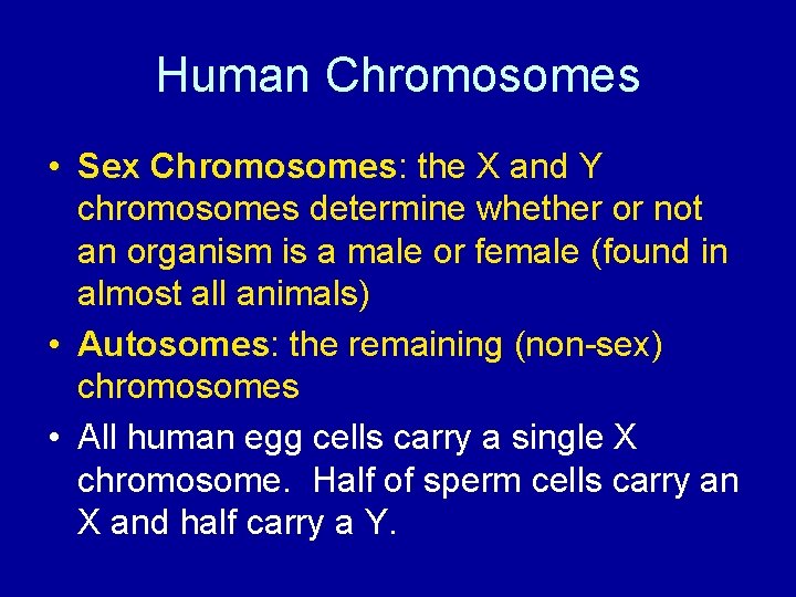 Human Chromosomes • Sex Chromosomes: Chromosomes the X and Y chromosomes determine whether or