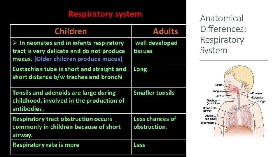 Anatomical Differences: Respiratory System 