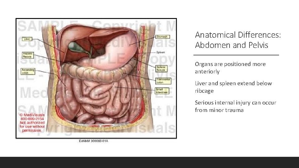 Anatomical Differences: Abdomen and Pelvis Organs are positioned more anteriorly Liver and spleen extend