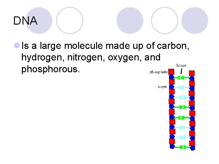DNA l Is a large molecule made up of carbon, hydrogen, nitrogen, oxygen, and