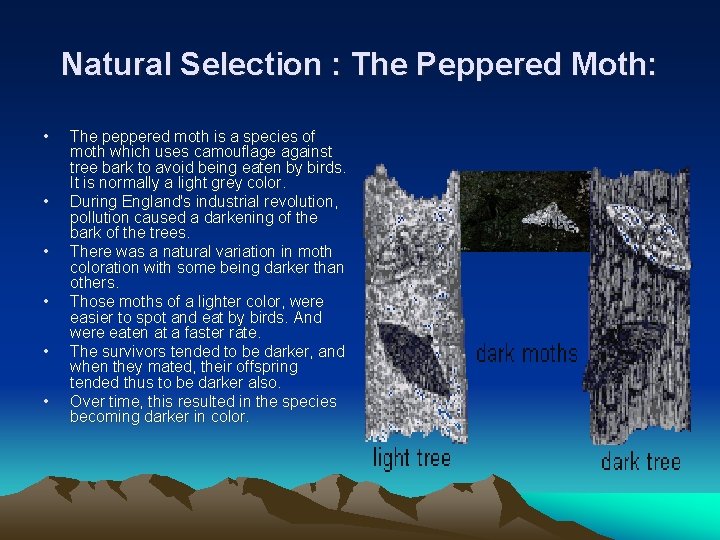 Natural Selection : The Peppered Moth: • • • The peppered moth is a Natural Selection : The Peppered Moth: • • • The peppered moth is a