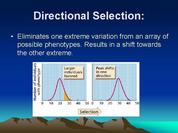 Directional Selection: • Eliminates one extreme variation from an array of possible phenotypes. Results Directional Selection: • Eliminates one extreme variation from an array of possible phenotypes. Results