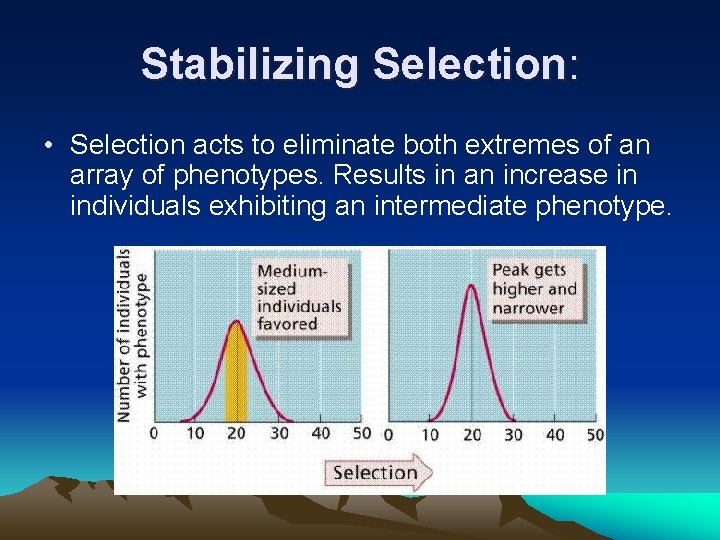 Stabilizing Selection: • Selection acts to eliminate both extremes of an array of phenotypes. Stabilizing Selection: • Selection acts to eliminate both extremes of an array of phenotypes.