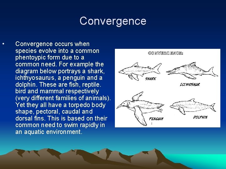 Convergence • Convergence occurs when species evolve into a common phentoypic form due to Convergence • Convergence occurs when species evolve into a common phentoypic form due to