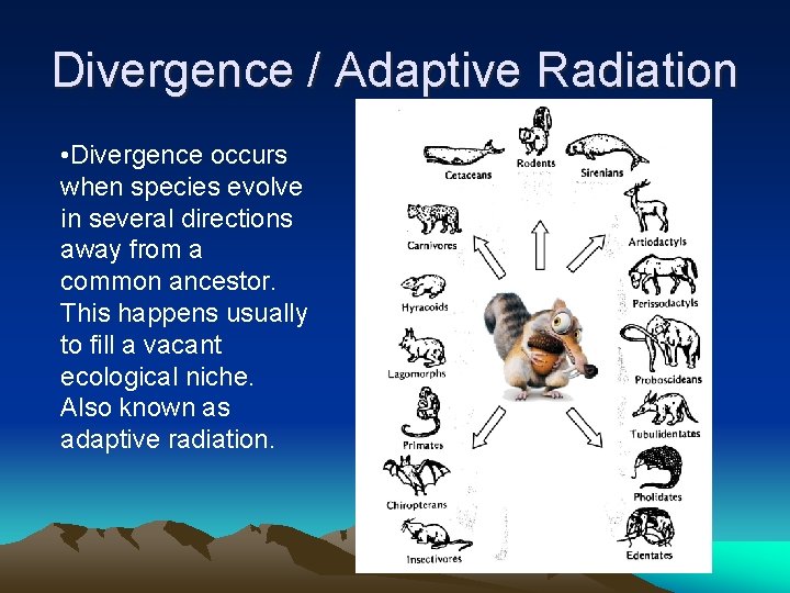 Divergence / Adaptive Radiation • Divergence occurs when species evolve in several directions away Divergence / Adaptive Radiation • Divergence occurs when species evolve in several directions away