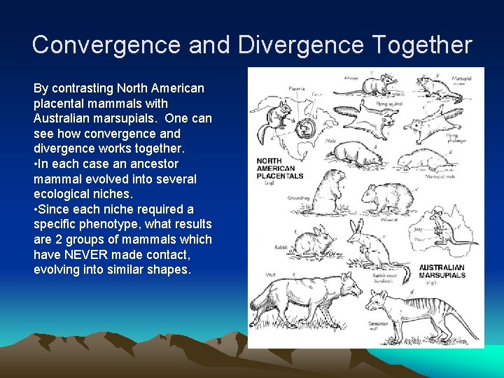 Convergence and Divergence Together By contrasting North American placental mammals with Australian marsupials. One Convergence and Divergence Together By contrasting North American placental mammals with Australian marsupials. One