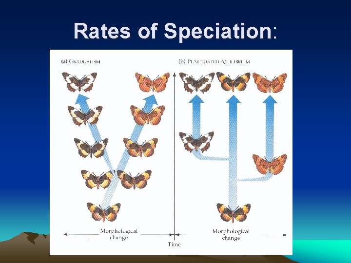 Rates of Speciation: Rates of Speciation: