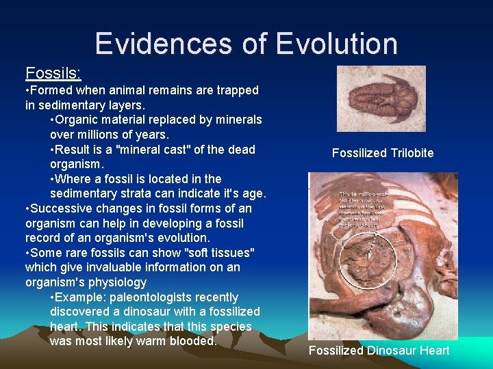 Evidences of Evolution Fossils: • Formed when animal remains are trapped in sedimentary layers. Evidences of Evolution Fossils: • Formed when animal remains are trapped in sedimentary layers.