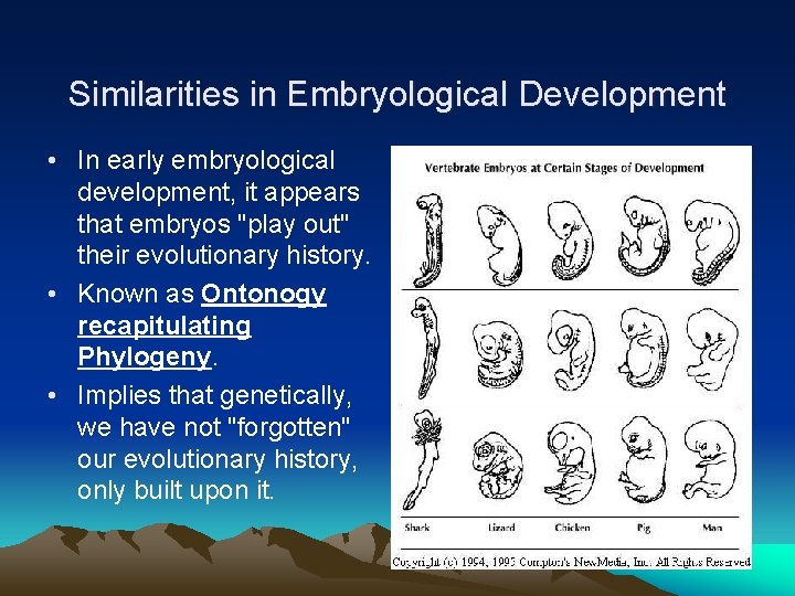 Similarities in Embryological Development • In early embryological development, it appears that embryos "play Similarities in Embryological Development • In early embryological development, it appears that embryos "play