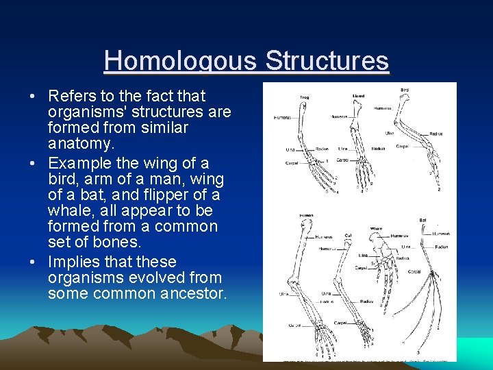 Homologous Structures • Refers to the fact that organisms' structures are formed from similar Homologous Structures • Refers to the fact that organisms' structures are formed from similar