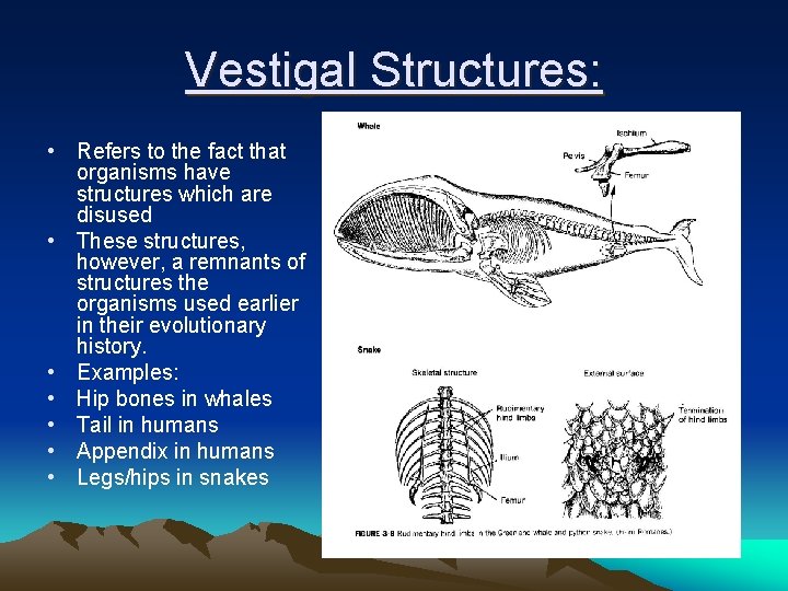 Vestigal Structures: • Refers to the fact that organisms have structures which are disused Vestigal Structures: • Refers to the fact that organisms have structures which are disused
