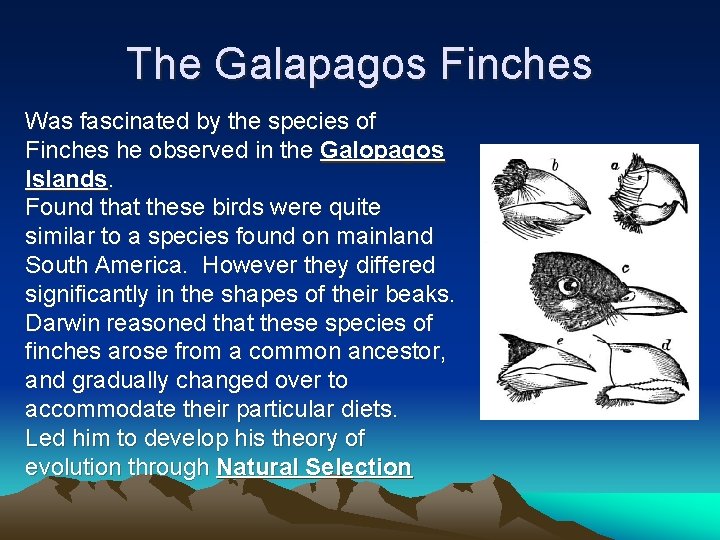 The Galapagos Finches Was fascinated by the species of Finches he observed in the The Galapagos Finches Was fascinated by the species of Finches he observed in the