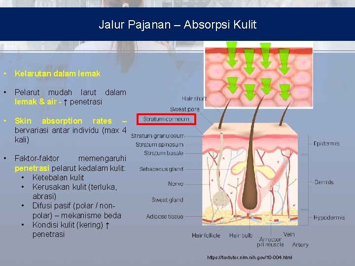 Jalur Pajanan – Absorpsi Kulit • Kelarutan dalam lemak • Pelarut mudah larut dalam