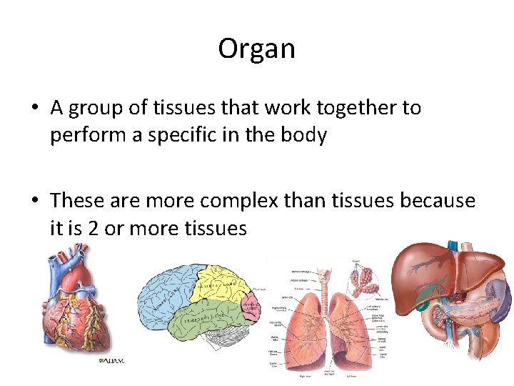 Organ • A group of tissues that work together to perform a specific in