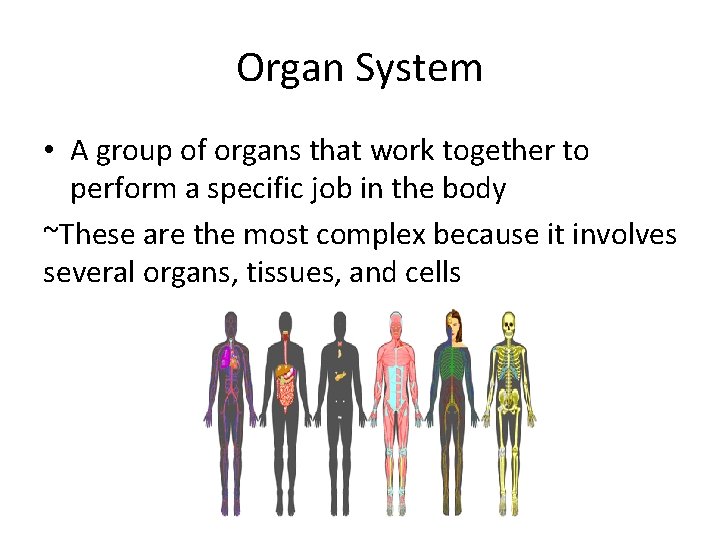 Organ System • A group of organs that work together to perform a specific