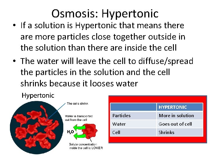 Osmosis: Hypertonic • If a solution is Hypertonic that means there are more particles